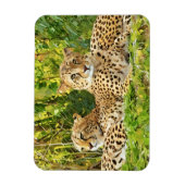 Cheetah Companions - Rusten in het wild Magneet (Verticaal)