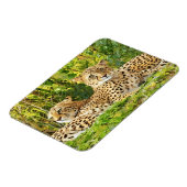 Cheetah Companions - Rusten in het wild Magneet (Linkerzijde)
