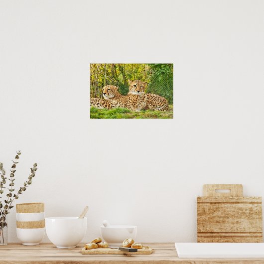 Cheetah Companions - rusten in het wild Poster (Keuken)