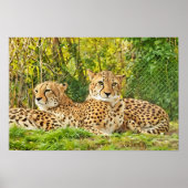 Cheetah Companions - rusten in het wild Poster (Voorkant)