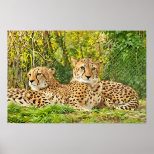 Cheetah Companions - rusten in het wild Poster