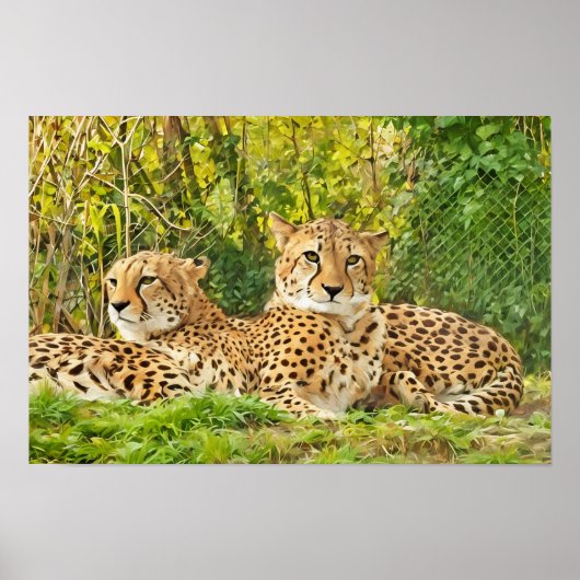 Cheetah Companions - rusten in het wild Poster (Voorkant)