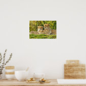 Cheetah Companions - rusten in het wild Poster (Keuken)