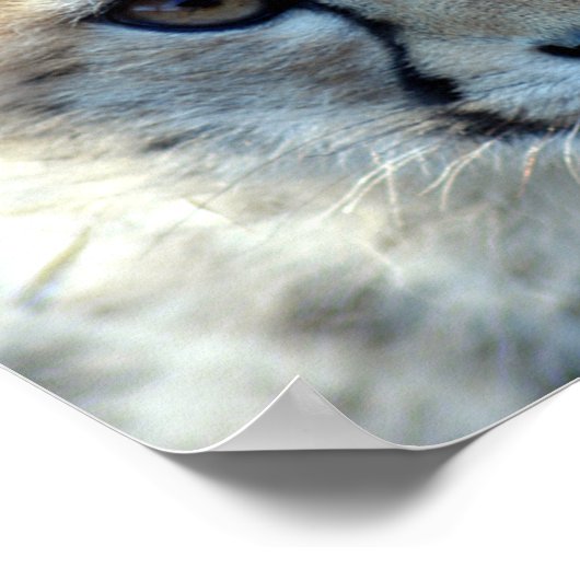 cheetah-cub10x10 poster (Hoek)