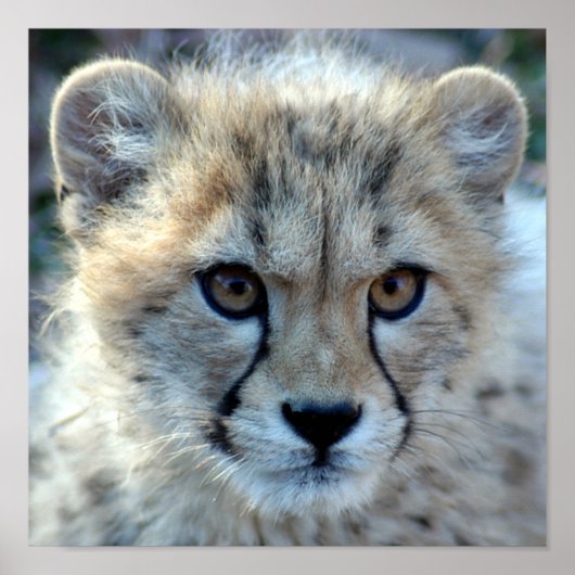 cheetah-cub10x10 poster (Voorkant)
