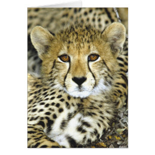 Cheetah Cub 2