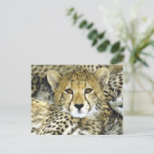 Cheetah Cub 2 Briefkaart (Staand voorkant)