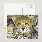 Cheetah Cub 2 Briefkaart (Voorkant / Achterkant)