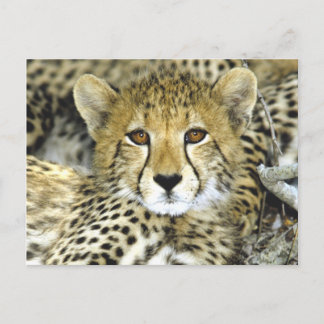 Cheetah Cub 2 Briefkaart