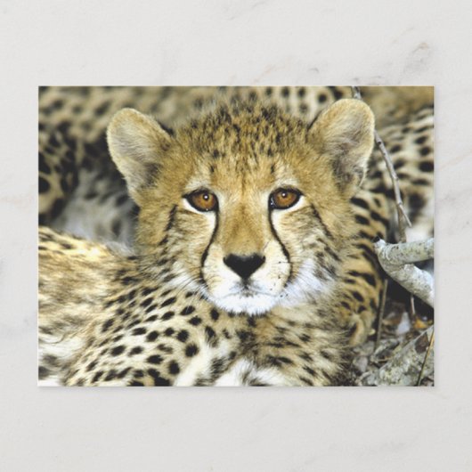 Cheetah Cub 2 Briefkaart (Voorkant)