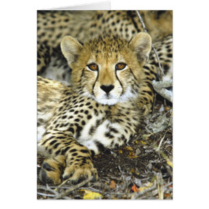 Cheetah Cub 2-kaart