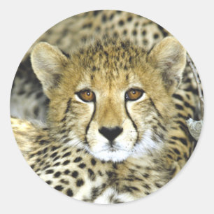 Cheetah Cub 2 Ronde Sticker
