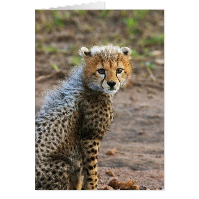 Cheetah Cub (Acinonyx Jubatus) (Voorkant)