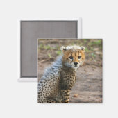 Cheetah Cub (Acinonyx Jubatus) Magneet (Voorkant / Achterkant)
