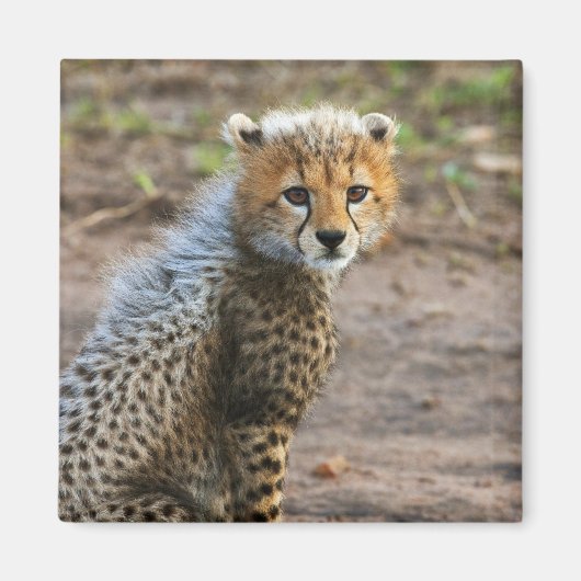 Cheetah Cub (Acinonyx Jubatus) Magneet (Voorkant)