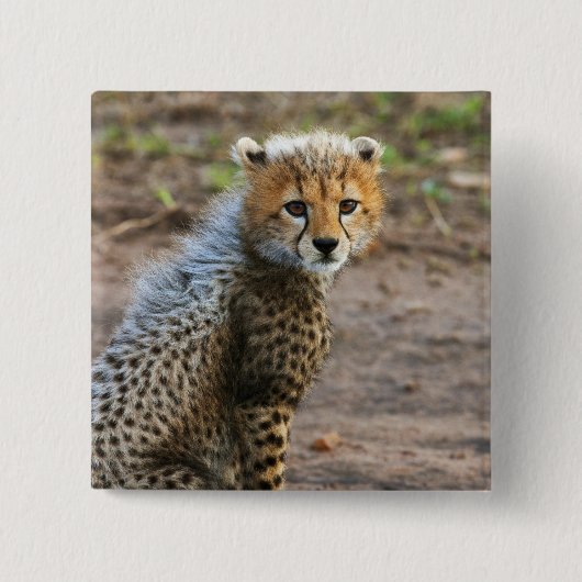 Cheetah Cub (Acinonyx Jubatus) Vierkante Button 5,1 Cm (Voorkant)