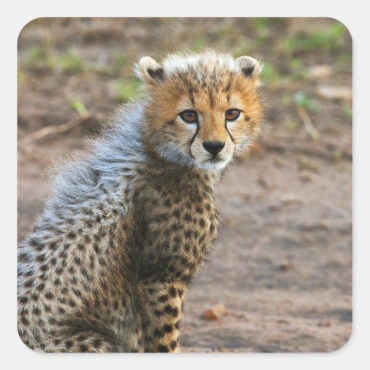 Cheetah Cub (Acinonyx Jubatus) Vierkante Sticker (Voorkant)