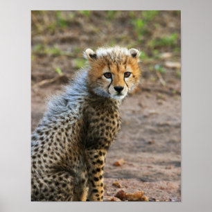 Cheetah Cub Acinonyx Jubatus) zoals gezien in de Poster