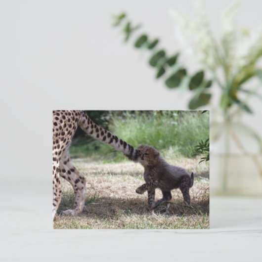 Cheetah cub briefkaart (Staand voorkant)