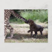 Cheetah cub briefkaart (Voorkant)