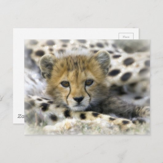 Cheetah Cub Briefkaart (Voorkant / Achterkant)