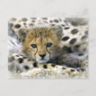 Cheetah Cub Briefkaart