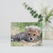 Cheetah cub briefkaart (Staand voorkant)