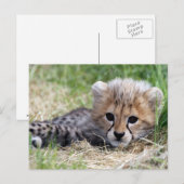 Cheetah cub briefkaart (Voorkant / Achterkant)