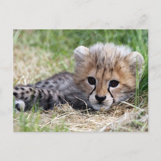 Cheetah cub briefkaart (Voorkant)