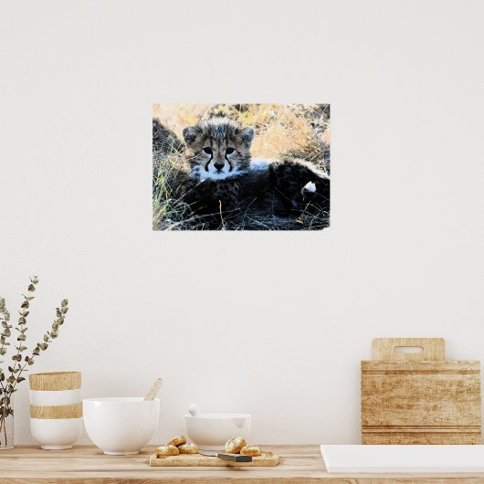 Cheetah cub canvas poster (Keuken)
