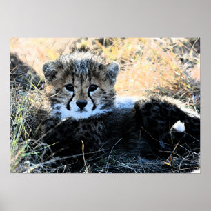 Cheetah cub canvas poster