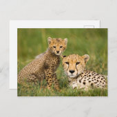 Cheetah Cub en Parent in Grass Briefkaart (Voorkant / Achterkant)