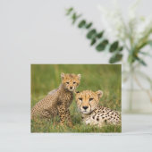 Cheetah Cub en Parent in Grass Briefkaart (Staand voorkant)