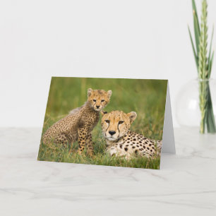 Cheetah Cub en Parent in Grass Kaart
