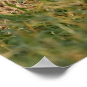 Cheetah Cub en Parent in Grass Poster (Hoek)