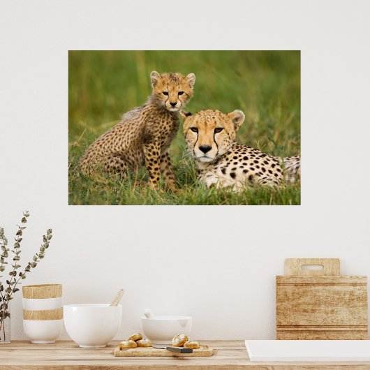 Cheetah Cub en Parent in Grass Poster (Keuken)