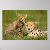 Cheetah Cub en Parent in Grass Poster (Voorkant)