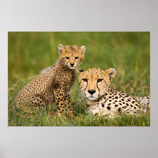 Cheetah Cub en Parent in Grass Poster (Voorkant)