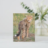 Cheetah Cub kijkt je kant op. Briefkaart (Staand voorkant)