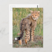 Cheetah Cub kijkt je kant op. Briefkaart (Voorkant / Achterkant)