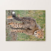 Cheetah Cub kijkt je kant op. Legpuzzel (Horizontaal)