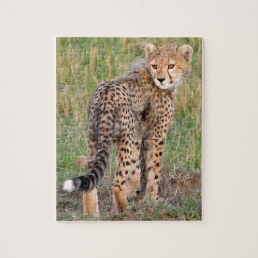Cheetah Cub kijkt je kant op. Legpuzzel (Verticaal)