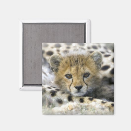 Cheetah Cub Magneet (Voorkant / Achterkant)