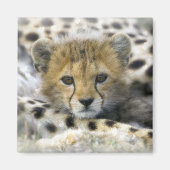 Cheetah Cub Magneet (Voorkant)