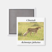 Cheetah & cub magneet (Voorkant / Achterkant)