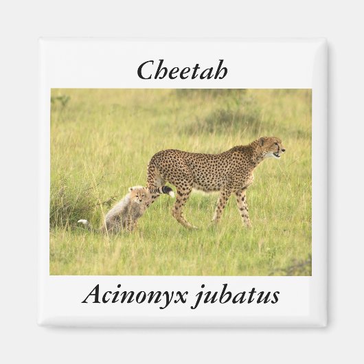 Cheetah & cub magneet (Voorkant)