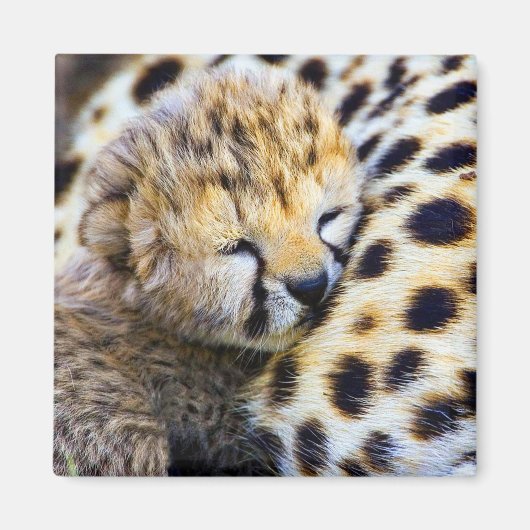 Cheetah Cub Magneet (Voorkant)