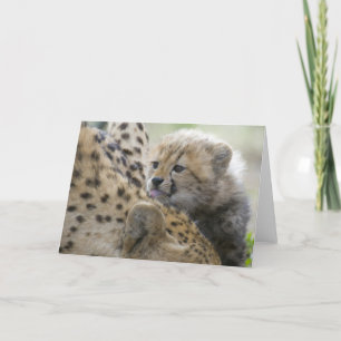 Cheetah Cub met mam Kaart