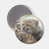 Cheetah Cub met mam Magneet (Voorkant / Achterkant)