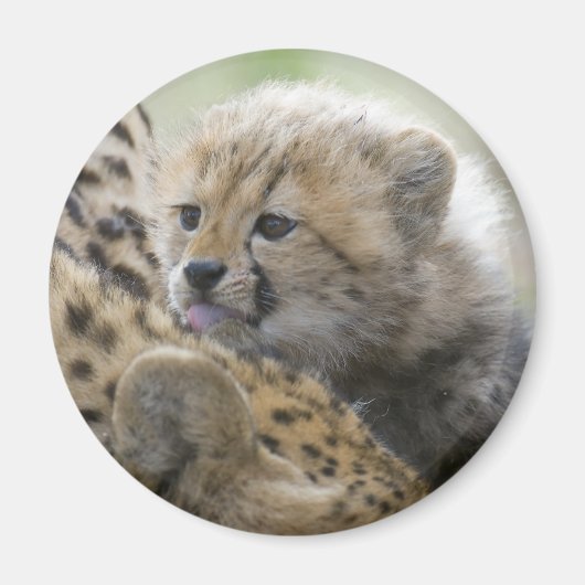 Cheetah Cub met mam Magneet (Voorkant)